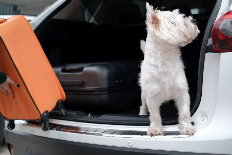 cd522fd4df385345e2989dc8a332c5c0